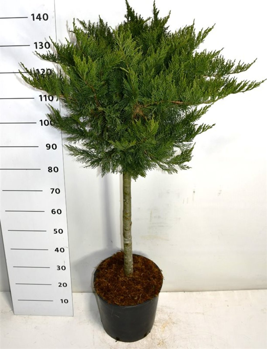 Juniperus sabina 'Tamariscifolia' - 70 CM Stem C20